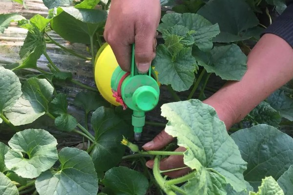 甜瓜追肥用哪种肥料好，一般以氮肥为主