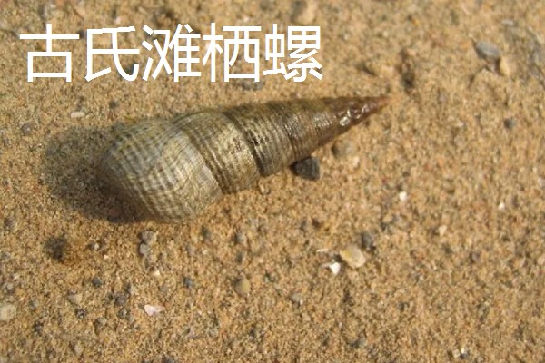 海螺能听到海的声音吗，不一定能听到海的声音