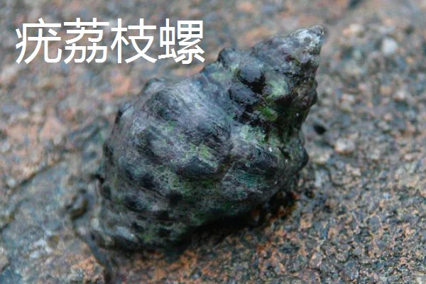 海螺能听到海的声音吗，不一定能听到海的声音