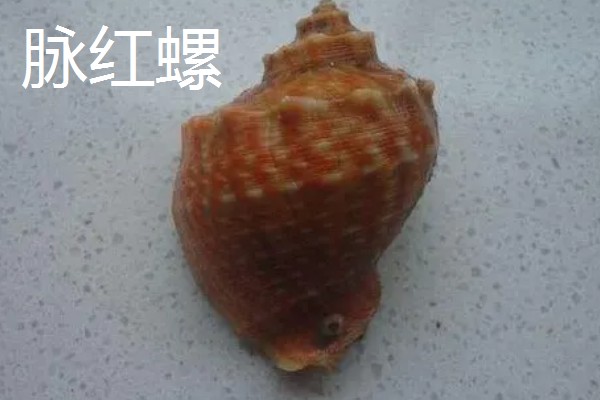 海螺能听到海的声音吗，不一定能听到海的声音