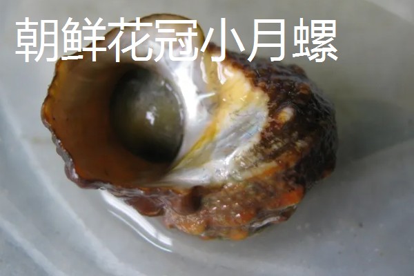 海螺能听到海的声音吗，不一定能听到海的声音