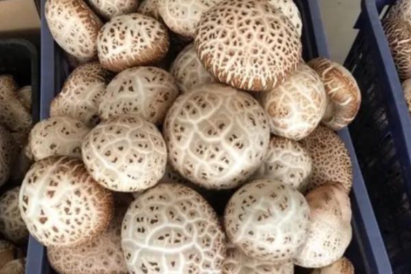 花菇怎么催蕾，要保持一定的昼夜温差