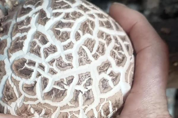 花菇怎么催蕾，要保持一定的昼夜温差