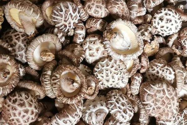 花菇怎么催蕾，要保持一定的昼夜温差