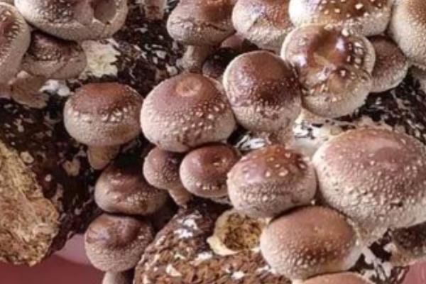 花菇怎么催蕾，要保持一定的昼夜温差