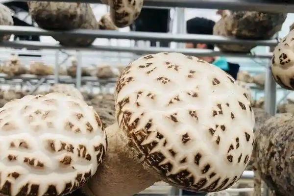 花菇怎么催蕾，要保持一定的昼夜温差