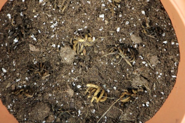 花毛茛种子的外观，呈黑色球状颗粒