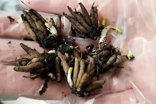 花毛茛种子的外观，呈黑色球状颗粒