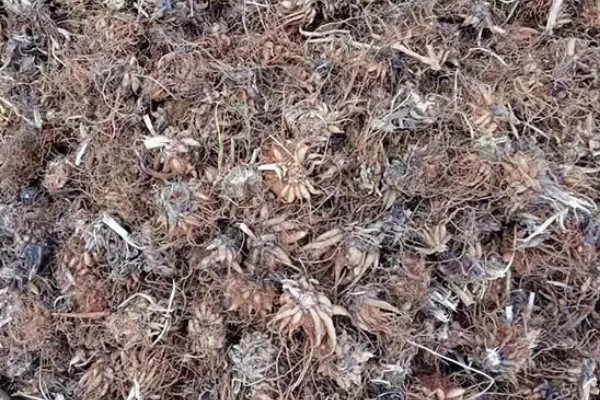 花毛茛种子的外观，呈黑色球状颗粒