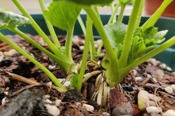 花毛茛种子的外观，呈黑色球状颗粒