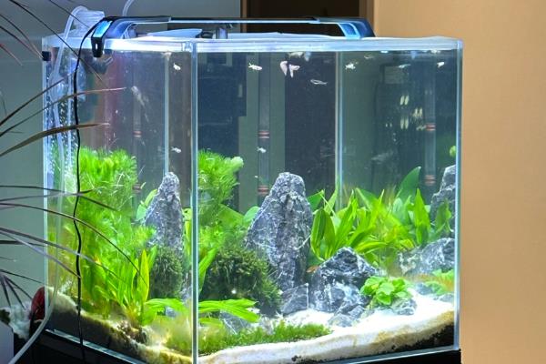 鱼缸水泵坏了怎么应急，只能通过换水来应急