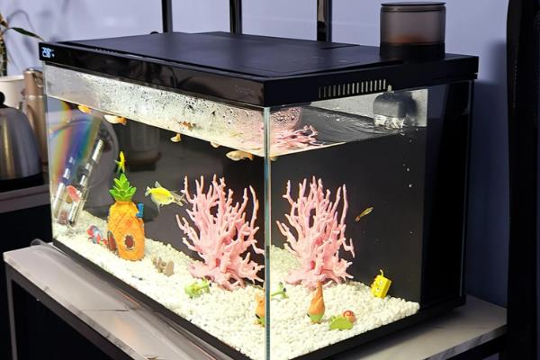 鱼缸水泵坏了怎么应急，只能通过换水来应急