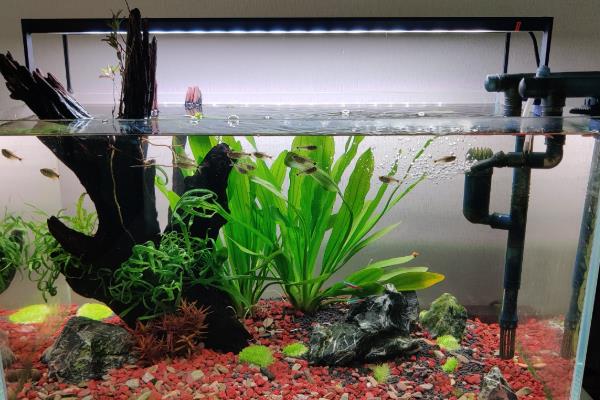 鱼缸水泵坏了怎么应急，只能通过换水来应急