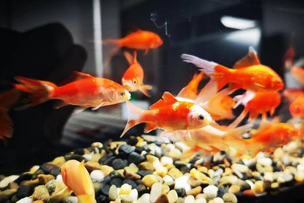 鱼缸水泵坏了怎么应急，只能通过换水来应急