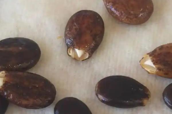 西瓜的栽培技术，种植前要进行一些催化的工作