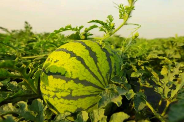 西瓜的栽培技术，种植前要进行一些催化的工作