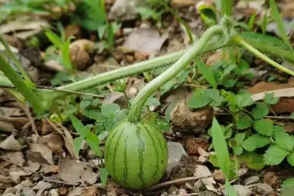 西瓜的栽培技术，种植前要进行一些催化的工作