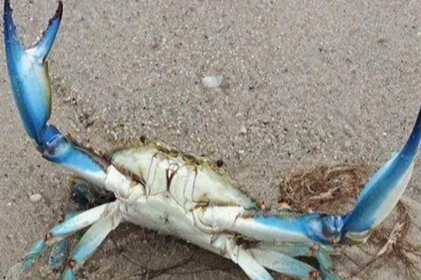 蓝蟹的简介，属于梭子蟹科动物