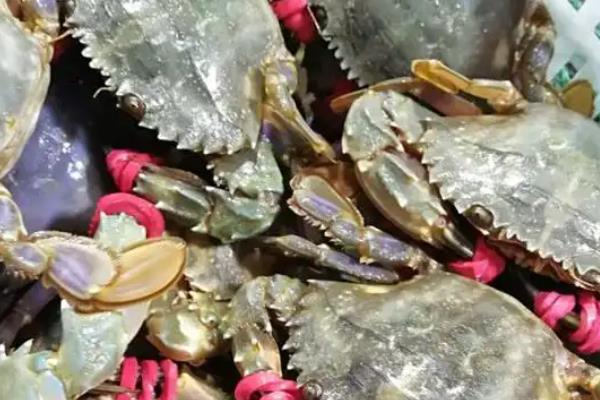 蓝蟹的简介，属于梭子蟹科动物