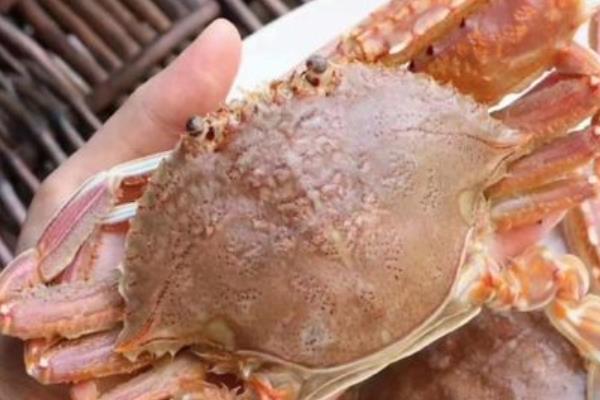 蓝蟹的简介，属于梭子蟹科动物