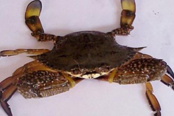 蓝蟹的简介，属于梭子蟹科动物