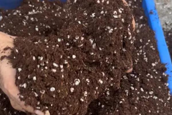 洒金榕怎么扦插，扦插深度保持在3-5厘米