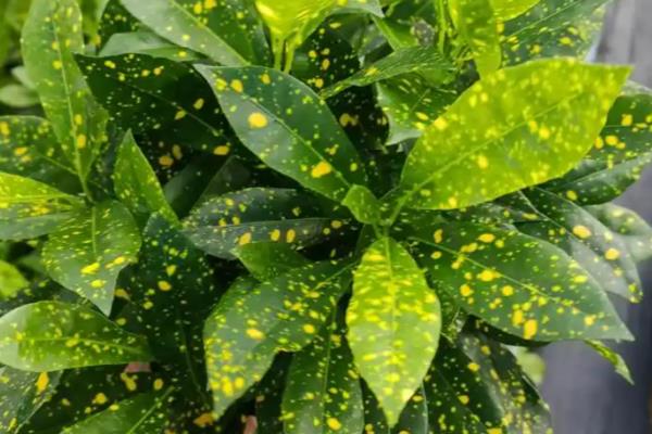 洒金榕怎么扦插，扦插深度保持在3-5厘米