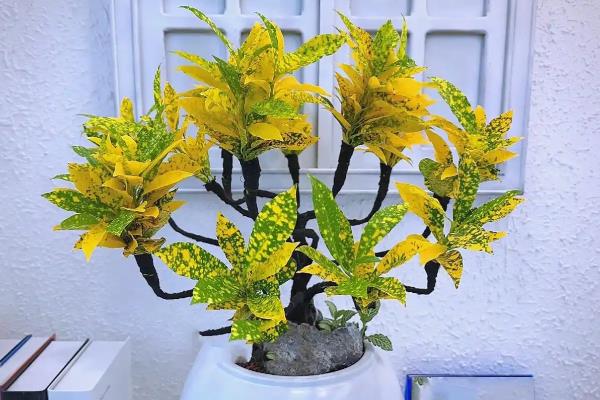 洒金榕怎么扦插，扦插深度保持在3-5厘米