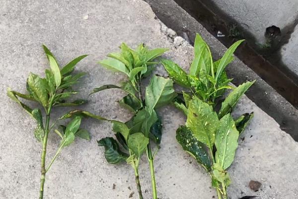 洒金榕怎么扦插，扦插深度保持在3-5厘米