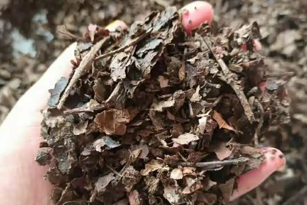 洒金榕怎么扦插，扦插深度保持在3-5厘米