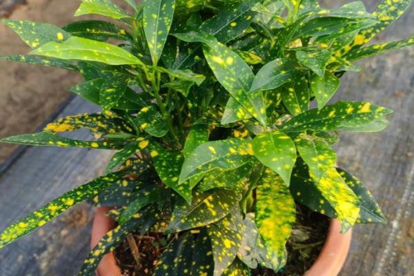 洒金榕怎么扦插，扦插深度保持在3-5厘米