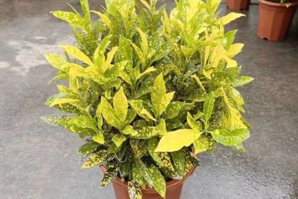 洒金榕怎么扦插，扦插深度保持在3-5厘米