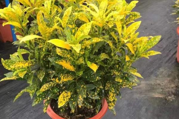 洒金榕怎么扦插，扦插深度保持在3-5厘米