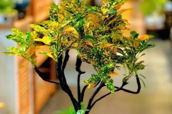 洒金榕怎么扦插，扦插深度保持在3-5厘米