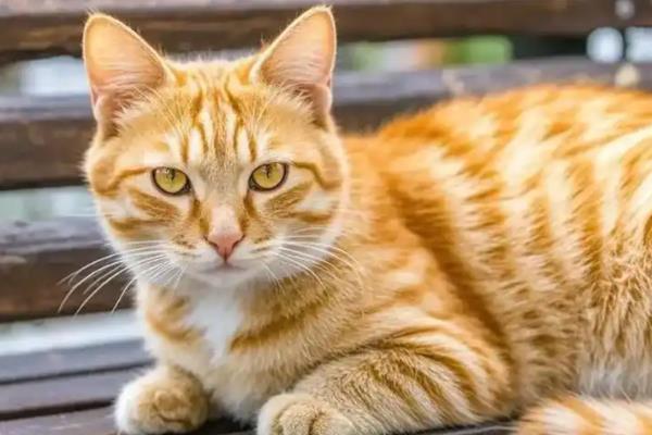 成猫四天不排粪如何处理，饲喂容易消化的食物和有益菌