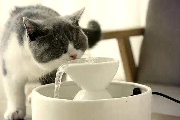 成猫四天不排粪如何处理，饲喂容易消化的食物和有益菌