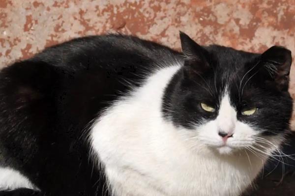 成猫四天不排粪如何处理，饲喂容易消化的食物和有益菌