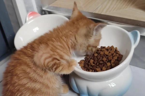 成猫四天不排粪如何处理，饲喂容易消化的食物和有益菌