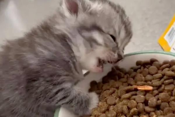 成猫四天不排粪如何处理，饲喂容易消化的食物和有益菌