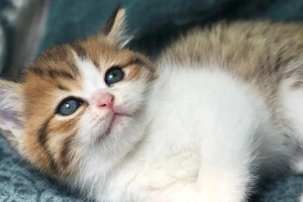 猫传腹是由什么引起的，由肠道冠状病毒变异体引起的