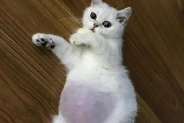 猫传腹是由什么引起的，由肠道冠状病毒变异体引起的