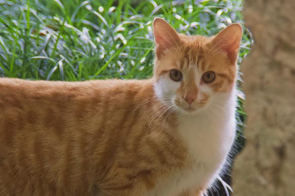 猫传腹是由什么引起的，由肠道冠状病毒变异体引起的