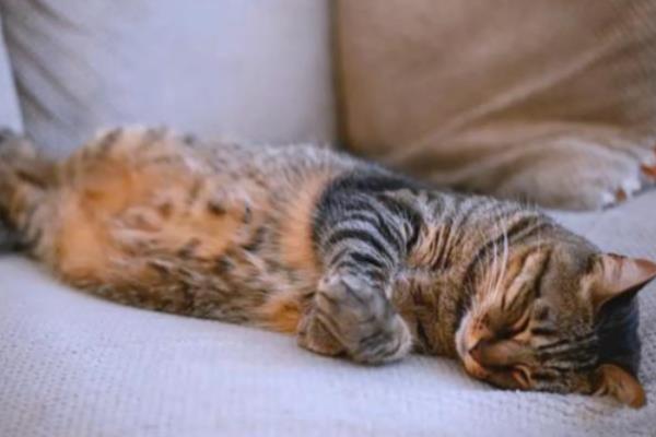 猫传腹是由什么引起的，由肠道冠状病毒变异体引起的