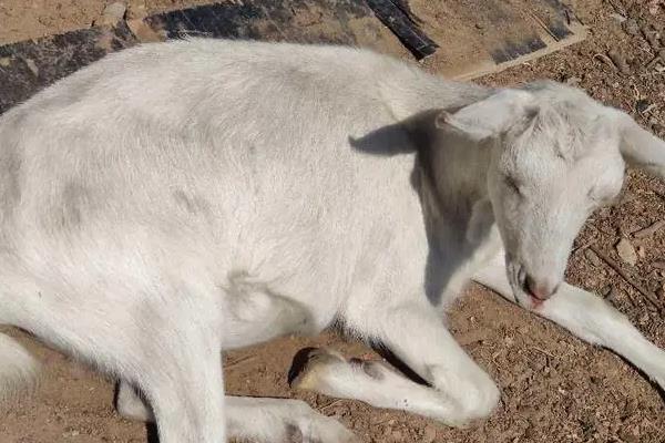 羊不吃不喝是得了什么病,可能是得了羊慢性巴氏杆菌病