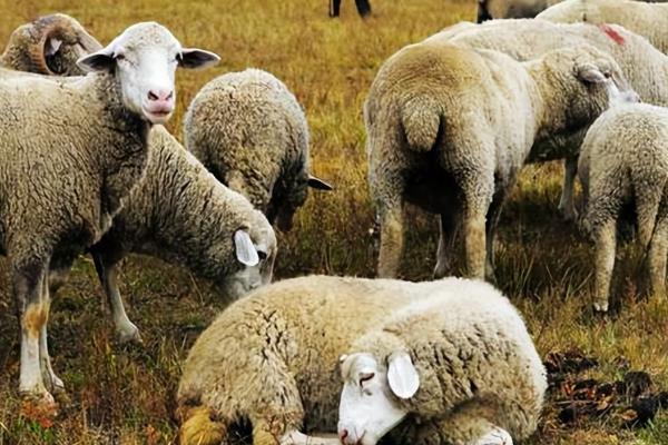 羊不吃不喝是得了什么病,可能是得了羊慢性巴氏杆菌病