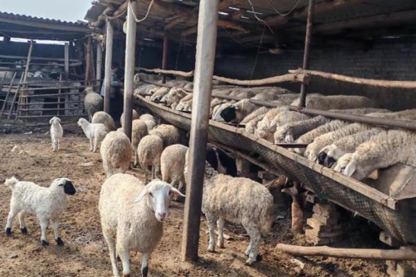 羊不吃不喝是得了什么病,可能是得了羊慢性巴氏杆菌病