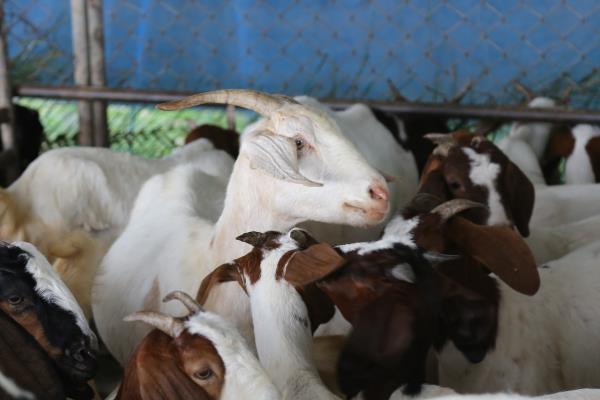 羊不吃不喝是得了什么病,可能是得了羊慢性巴氏杆菌病