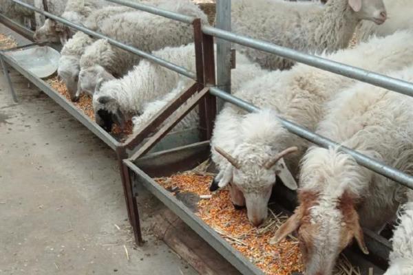 羊不吃不喝是得了什么病,可能是得了羊慢性巴氏杆菌病