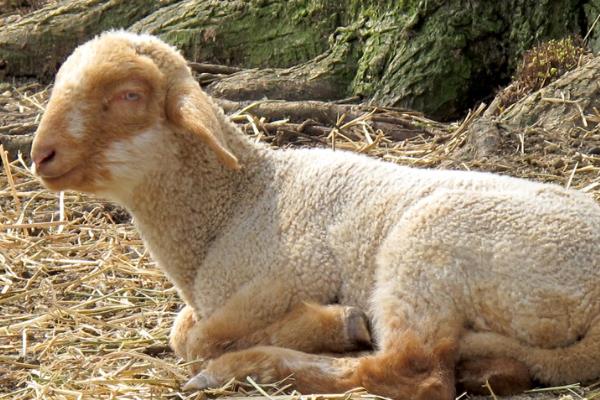 羊不吃不喝是得了什么病,可能是得了羊慢性巴氏杆菌病