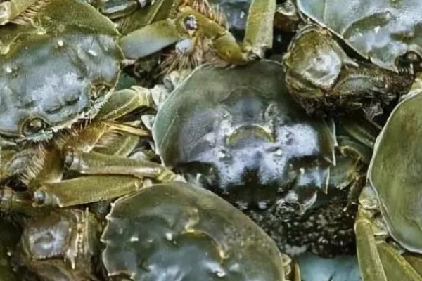 益阳大闸蟹的产地，产于大通湖